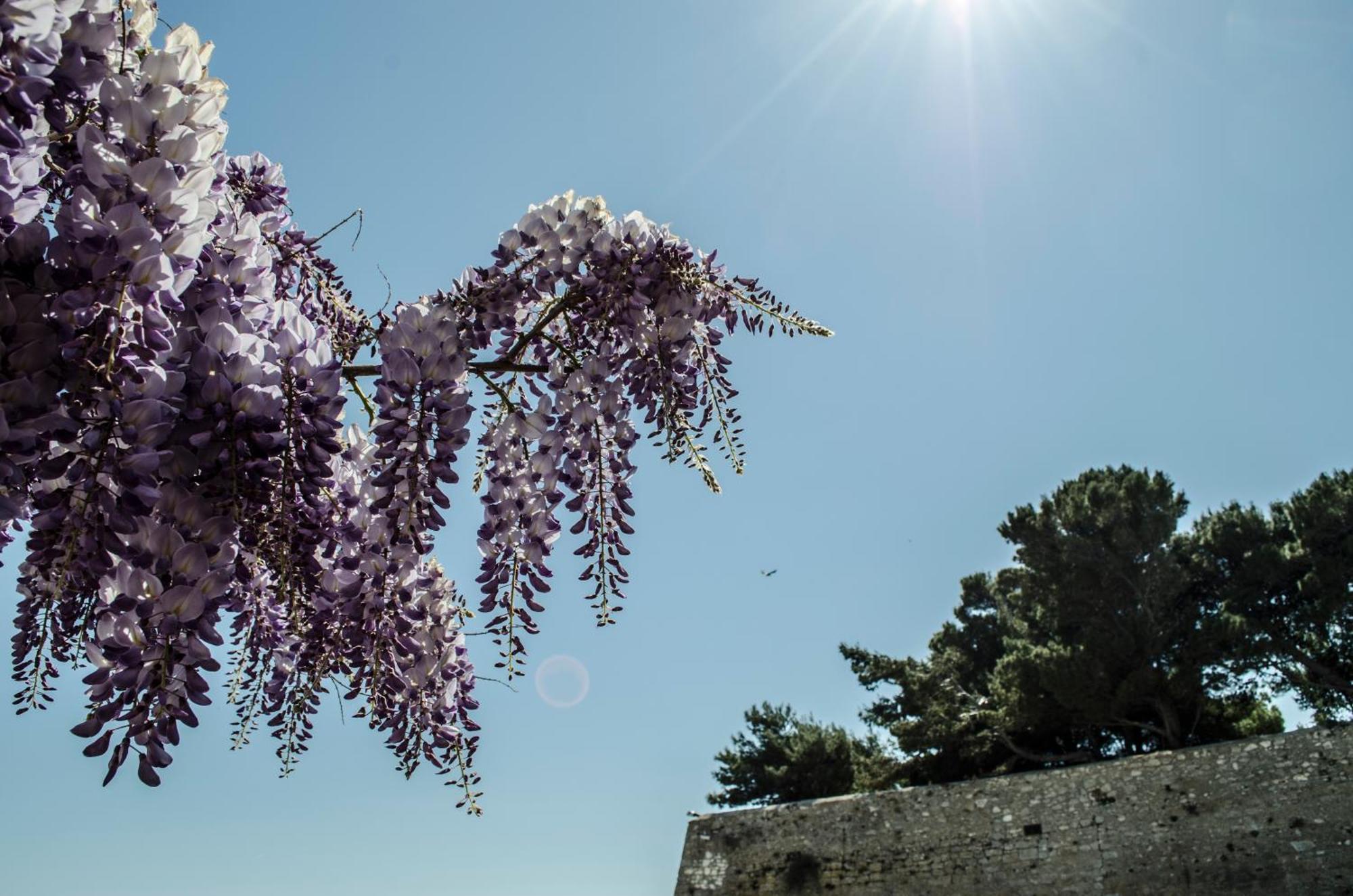 Torre La Mezzaluna Bed & Breakfast Vieste Dış mekan fotoğraf